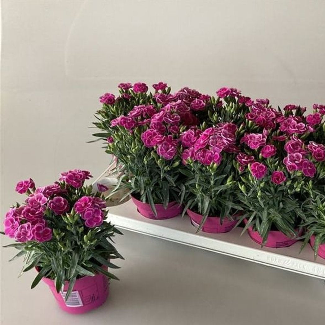 Dianthus car. Peman  P12