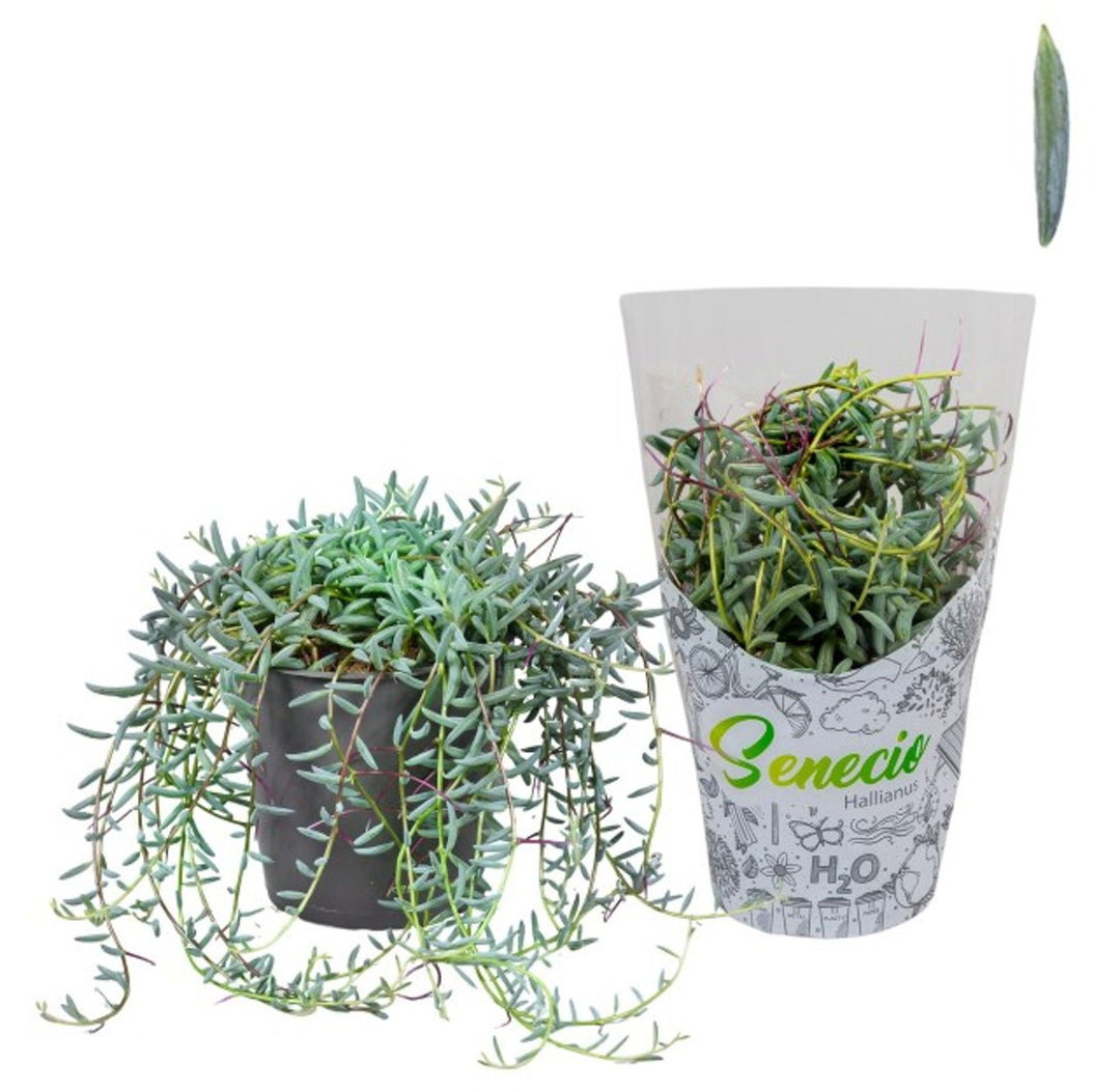 Senecio halianus  P12