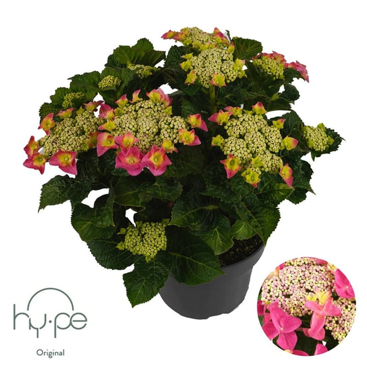 Hydrangea Macr. Teller Pink  P23, 7+ Flower - Shrubs - Windyridge Garden Centre