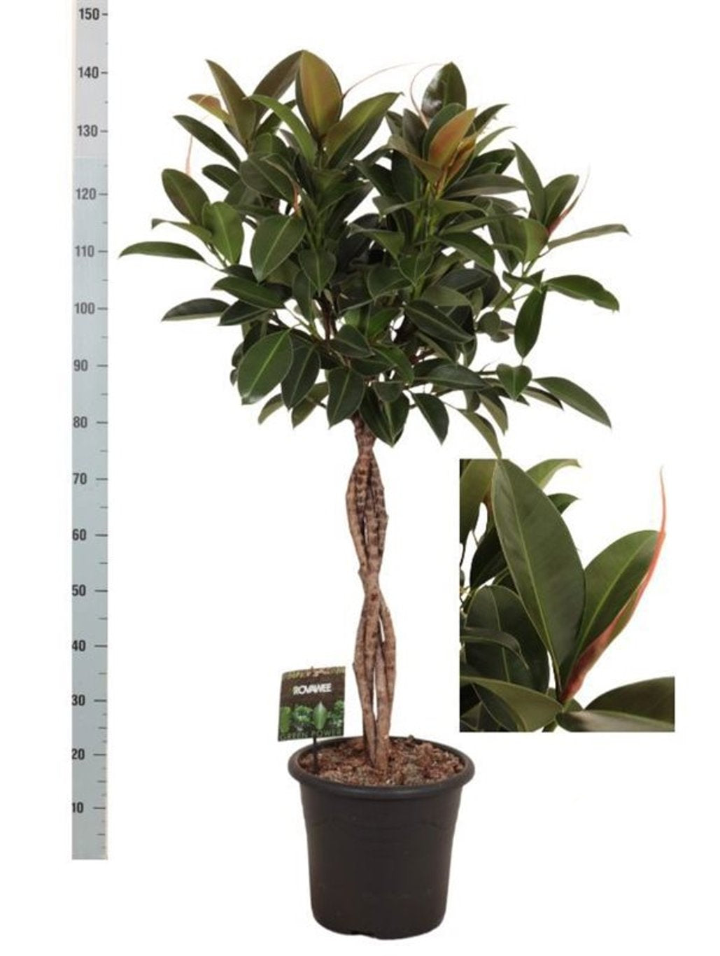 Ficus elastica Melany  P27 - plaited stem