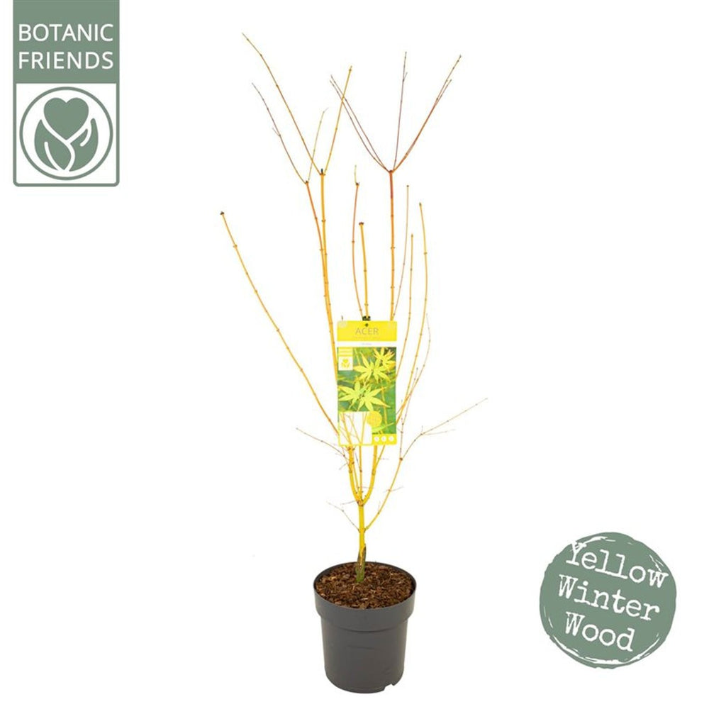Acer Palmatum 'Bihoo' C6.5 - Trees - Windyridge Garden Centre