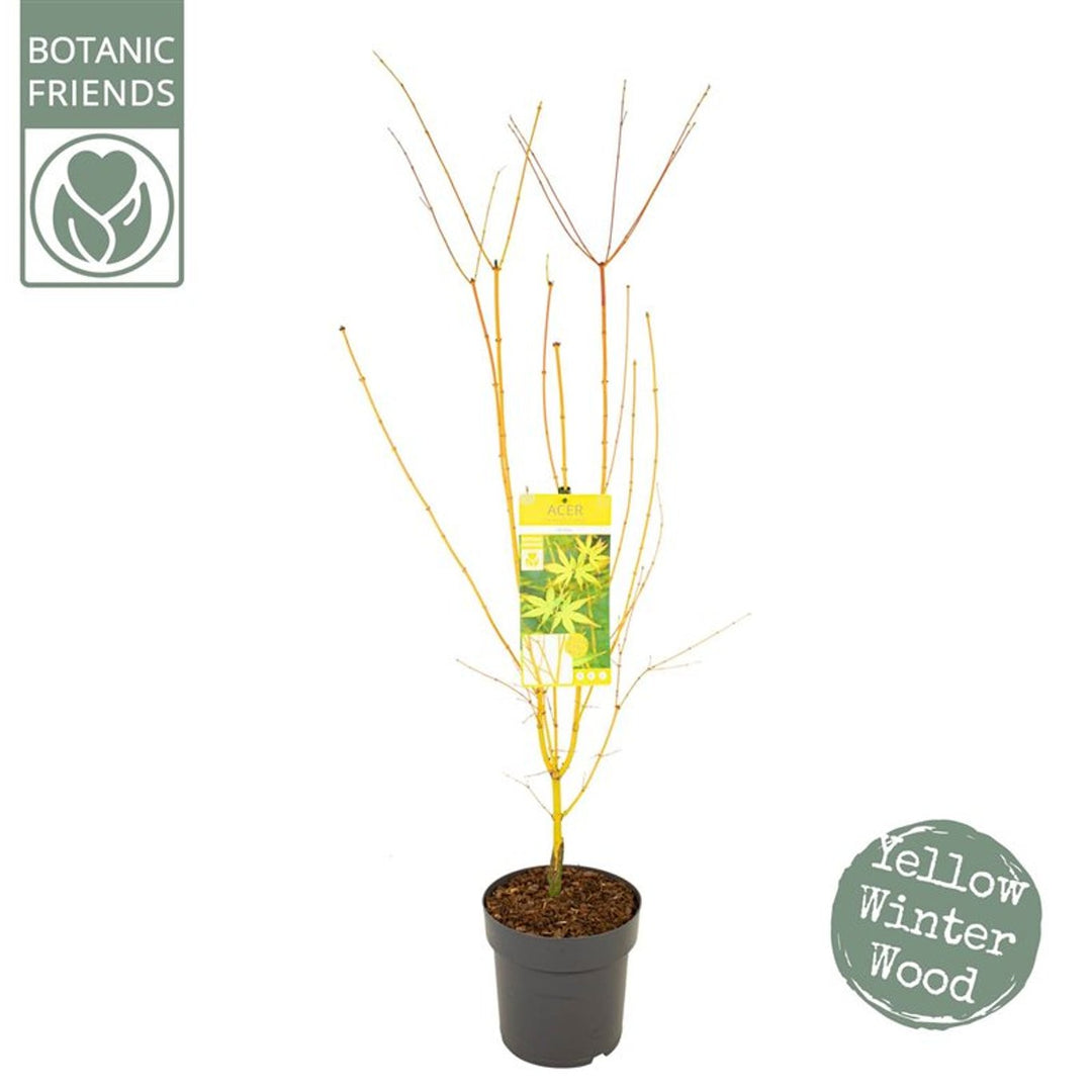 Acer Palmatum 'Bihoo' C6.5 - Trees - Windyridge Garden Centre