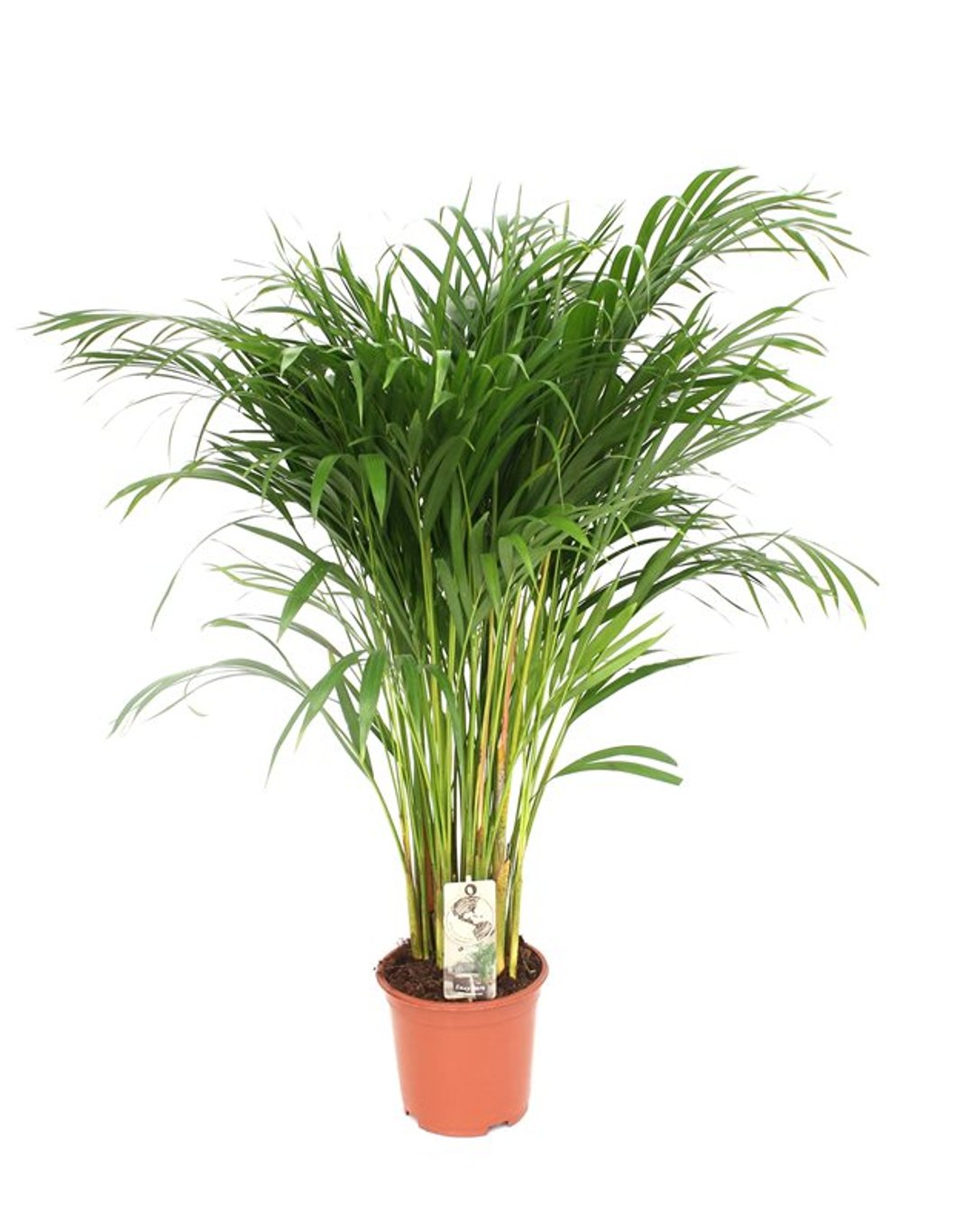 Dypsis Lutescens (Areca)