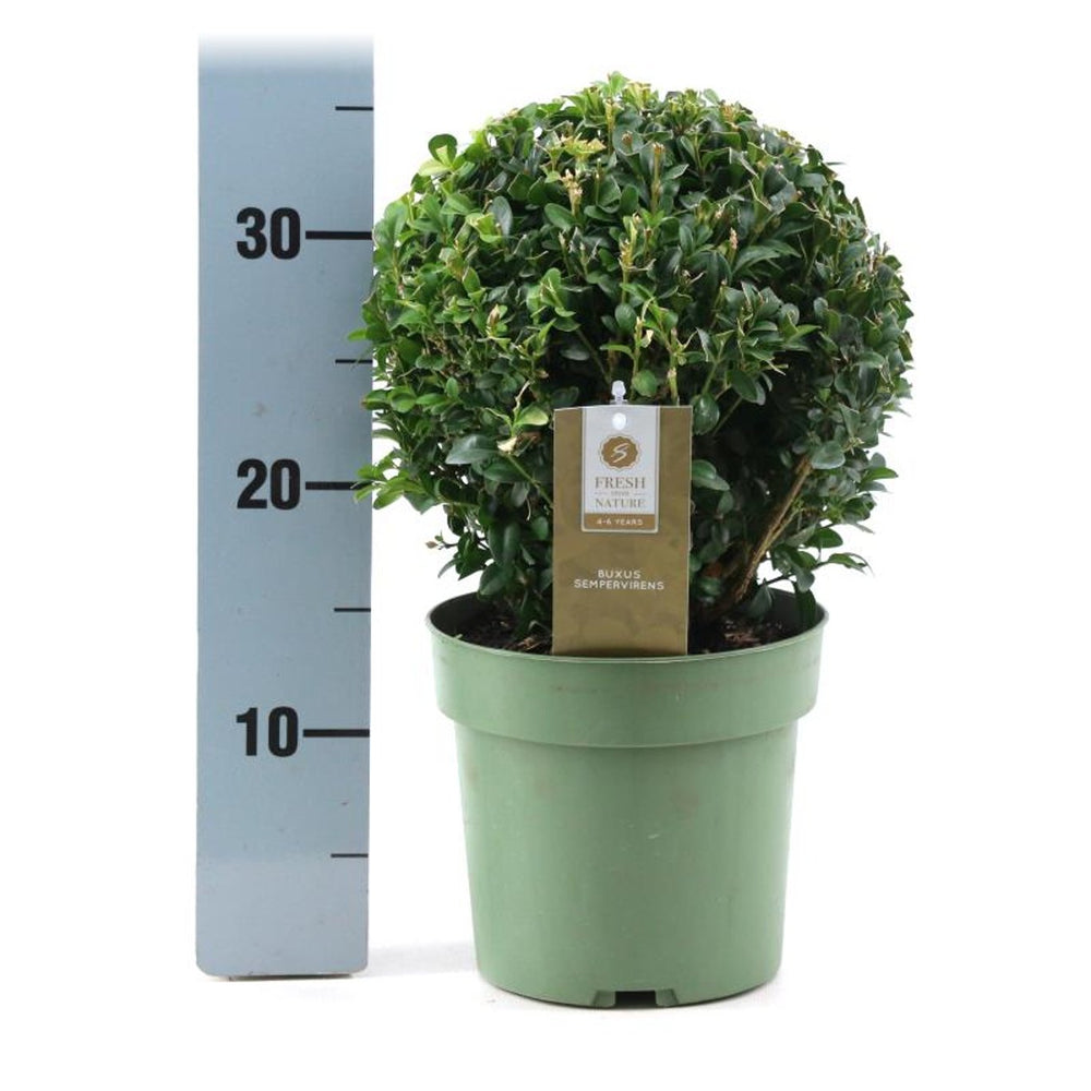 Ilex Crenata 'Jenny'® 20 Ball Cm C2 - Standard Trees And Topiary - Windyridge Garden Centre