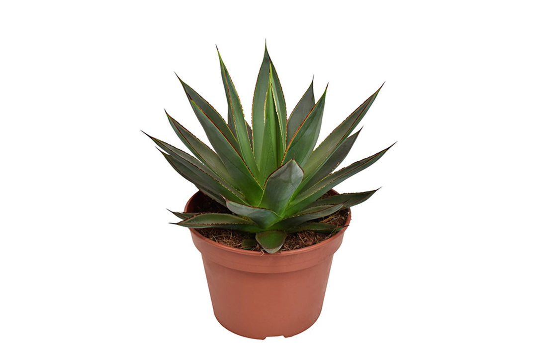Agave Shaka Zulu  P15