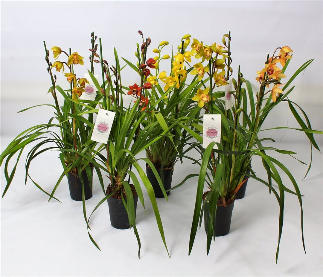 Cymbidium mix P14 - 3/4 stem