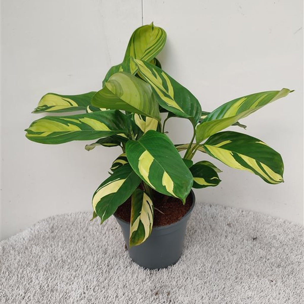 Ctenanthe Golden Mosaic  P17