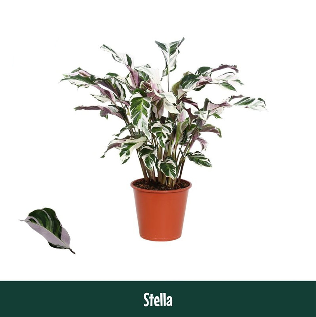 Calathea 'Stella'