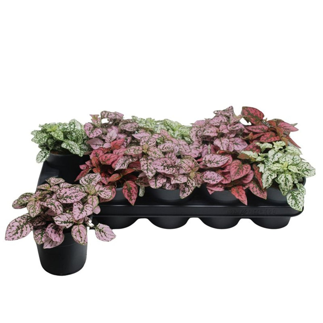 Hypoestes mix - Indoor plants - Windyridge Garden Centre