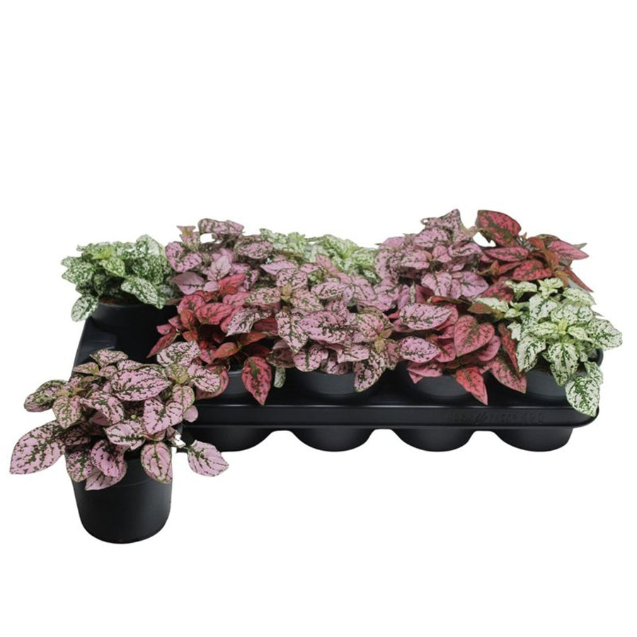 Hypoestes mix - Indoor plants - Windyridge Garden Centre