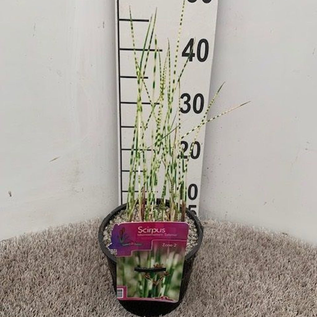 Scirpus tabern. Zebrinus  18 cm aquatic basket