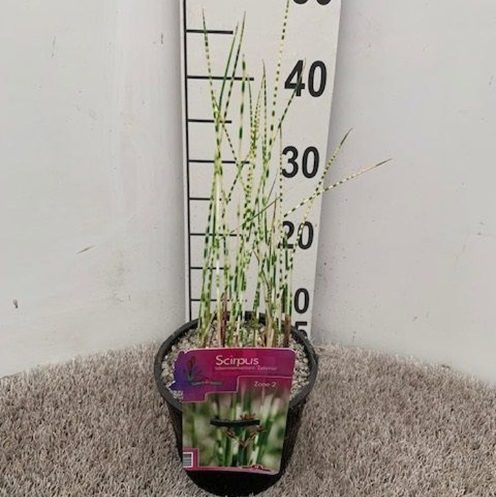 Scirpus tabern. Zebrinus  18 cm aquatic basket