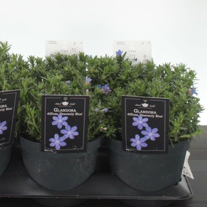 Lithodora 'Heavenly Blue' - Shrubs - Windyridge Garden Centre