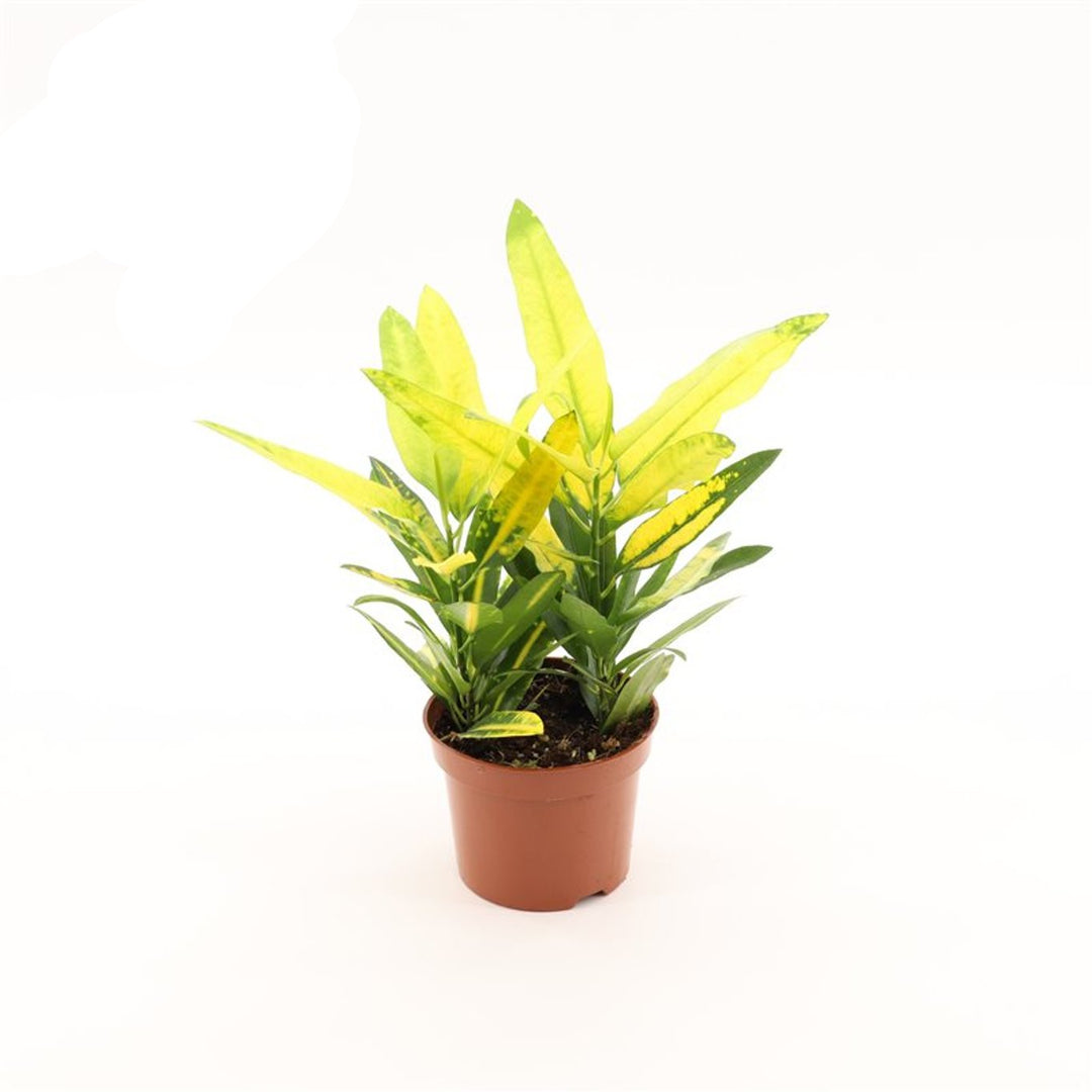 Codiaeum var. 'Sunny Star'