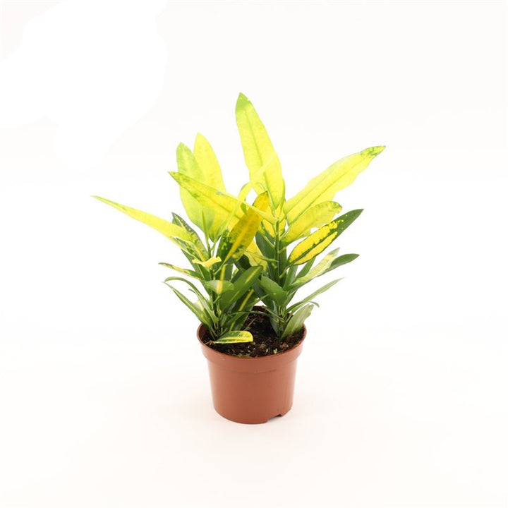Codiaeum var. 'Sunny Star'