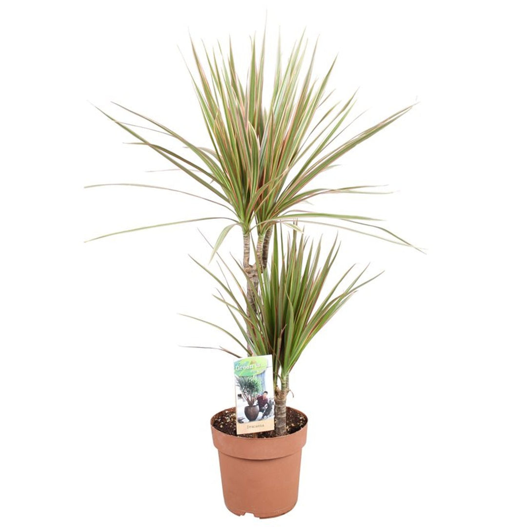 Dracaena marg. 'Bicolor' P17/30+15 stem