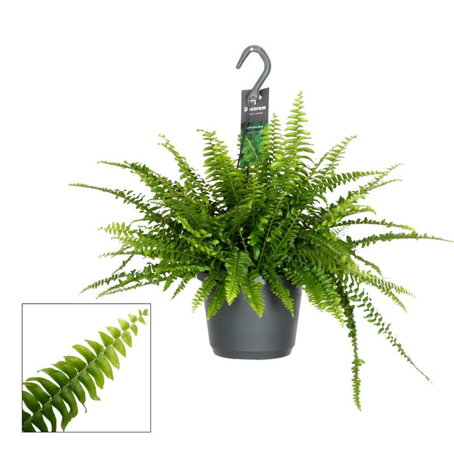 Nephrolepis exal. 'Montana' - Indoor Plants - Windyridge Garden Centre