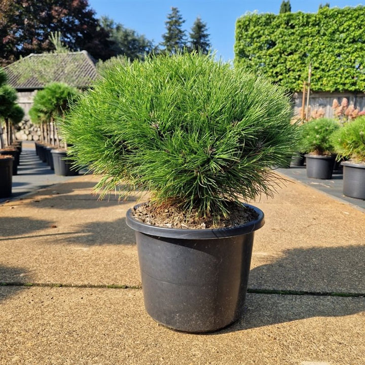 Pinus Nigra Marie Bregeon / 30-40 Cm C12 - Shrubs - Windyridge Garden Centre