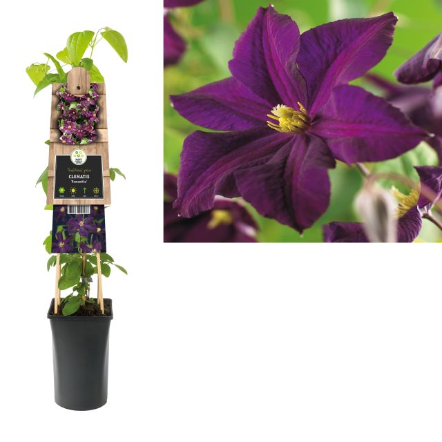 Clematis Romantika  S-pot(2.25 L)