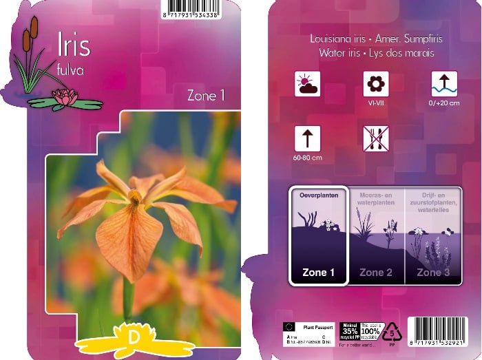 Iris fulva  P9