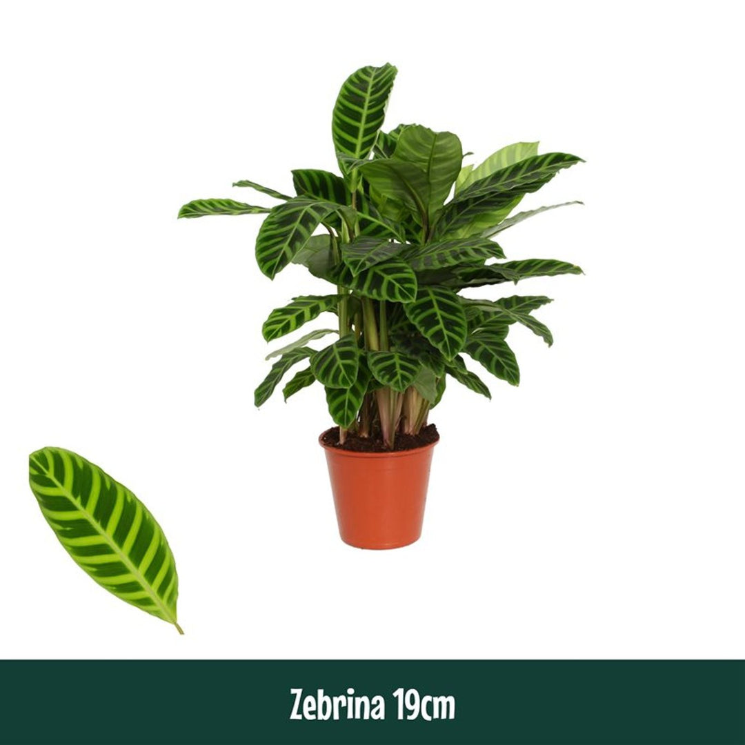 Calathea zebrina