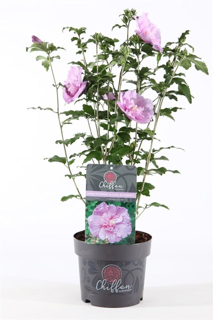 Hibiscus syr. Lavender Chiffon  3 Ltr pot