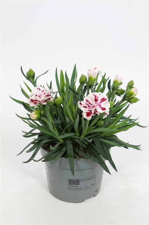 Dianthus Car. Sissy  P12 - Bedding - Windyridge Garden Centre