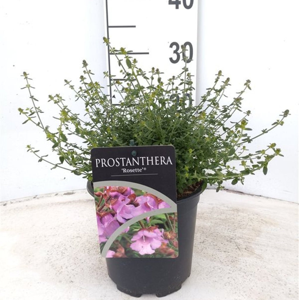 Prostanthera 'Rosette' 2 Ltr Pot - Shrubs - Windyridge Garden Centre