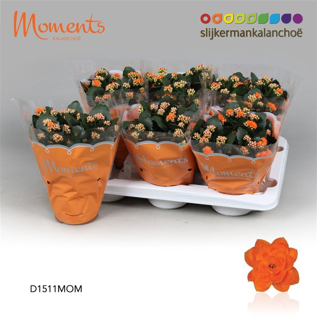 Kalanchoe orange