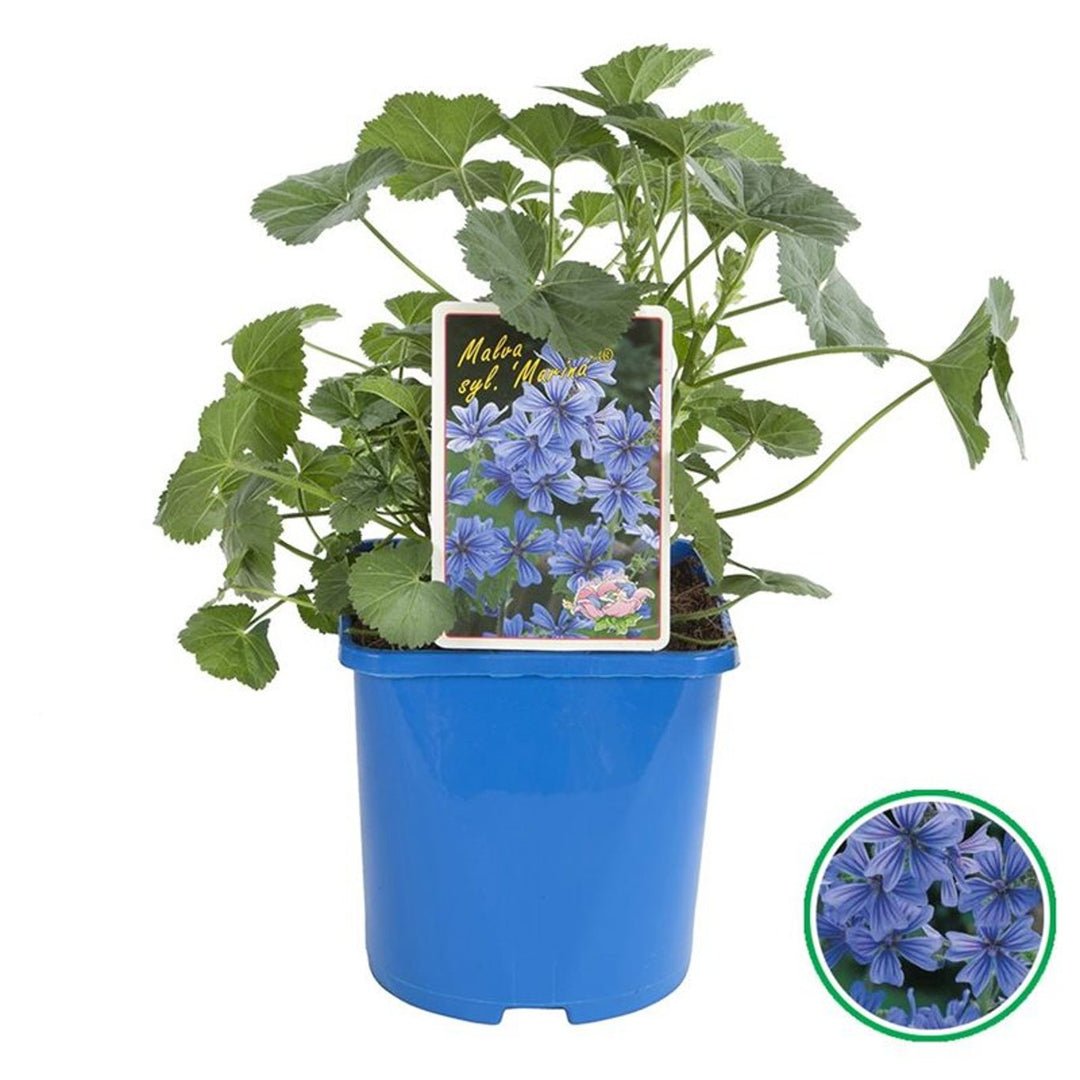 Malva Sylvestris 'Marina' 3 Ltr, Square Pot - Herbaceous - Windyridge Garden Centre