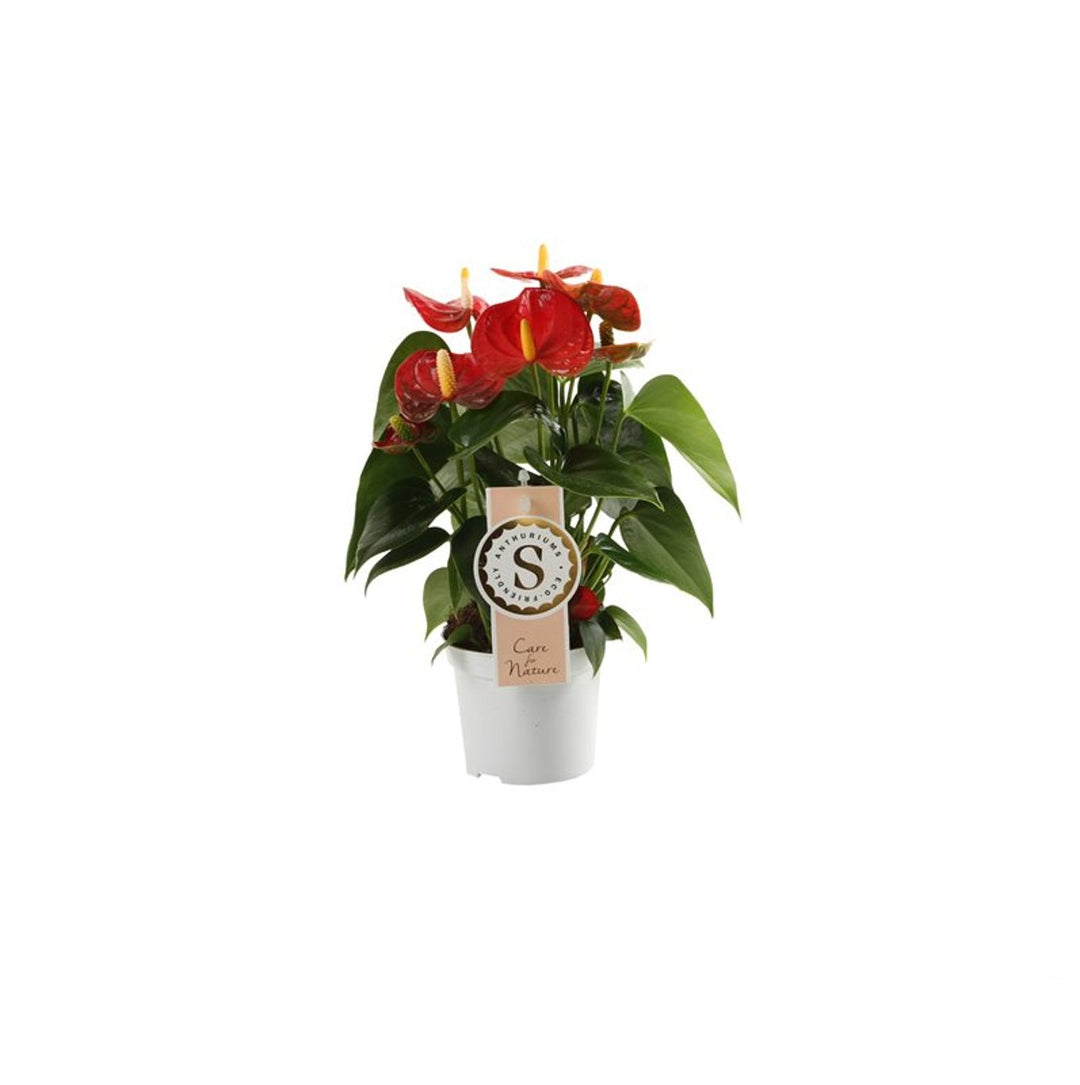 Anthurium and. 'Red Champion'®