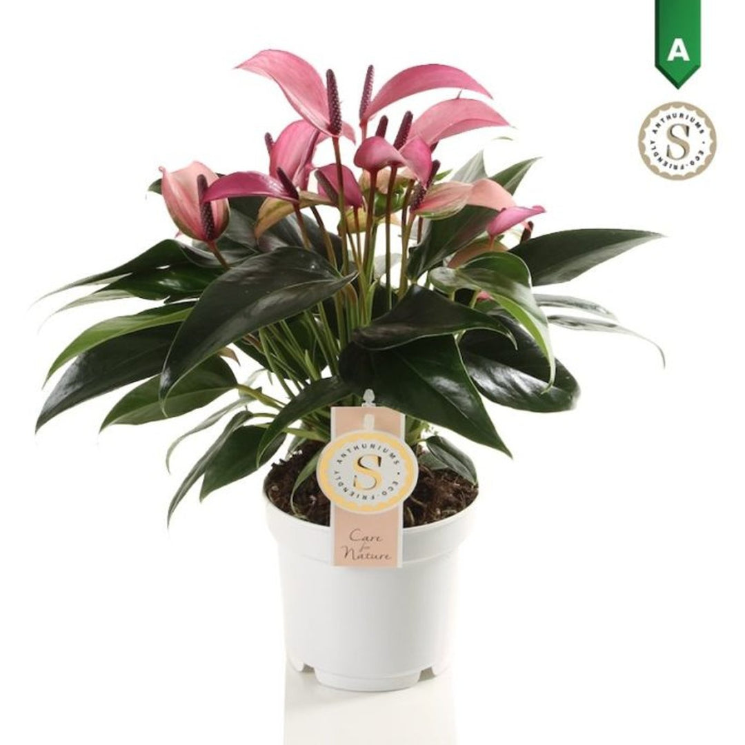 Anthurium and Zizou P12