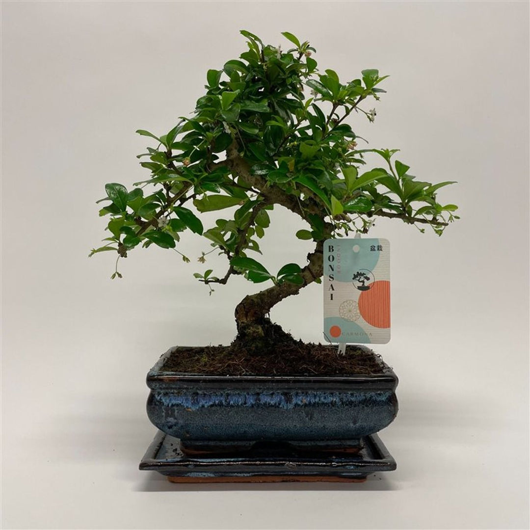 Carmona retusa - bonsai