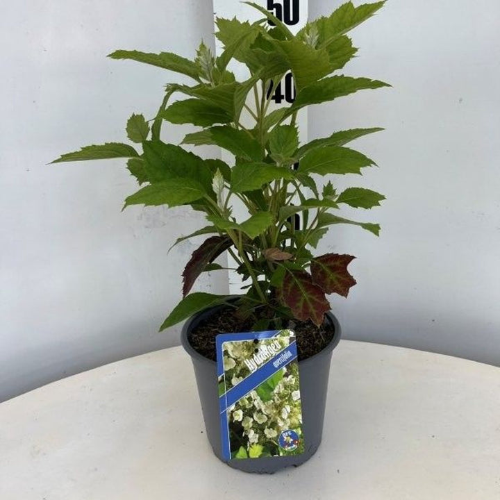 Hydrangea quercifolia  3 Ltr pot