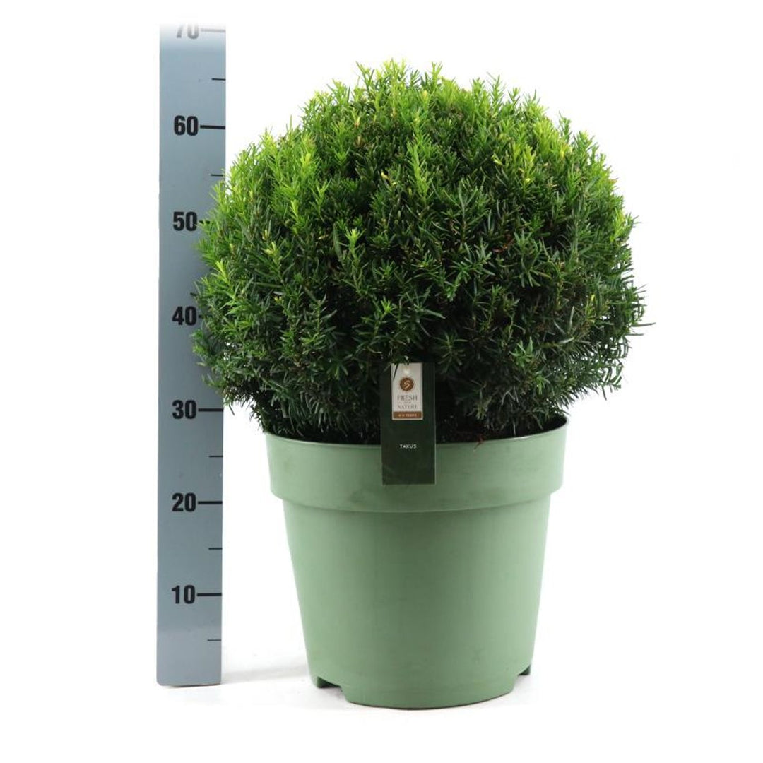 Taxus Baccata  45 Cm Ball C15 - Standard Trees And Topiary - Windyridge Garden Centre