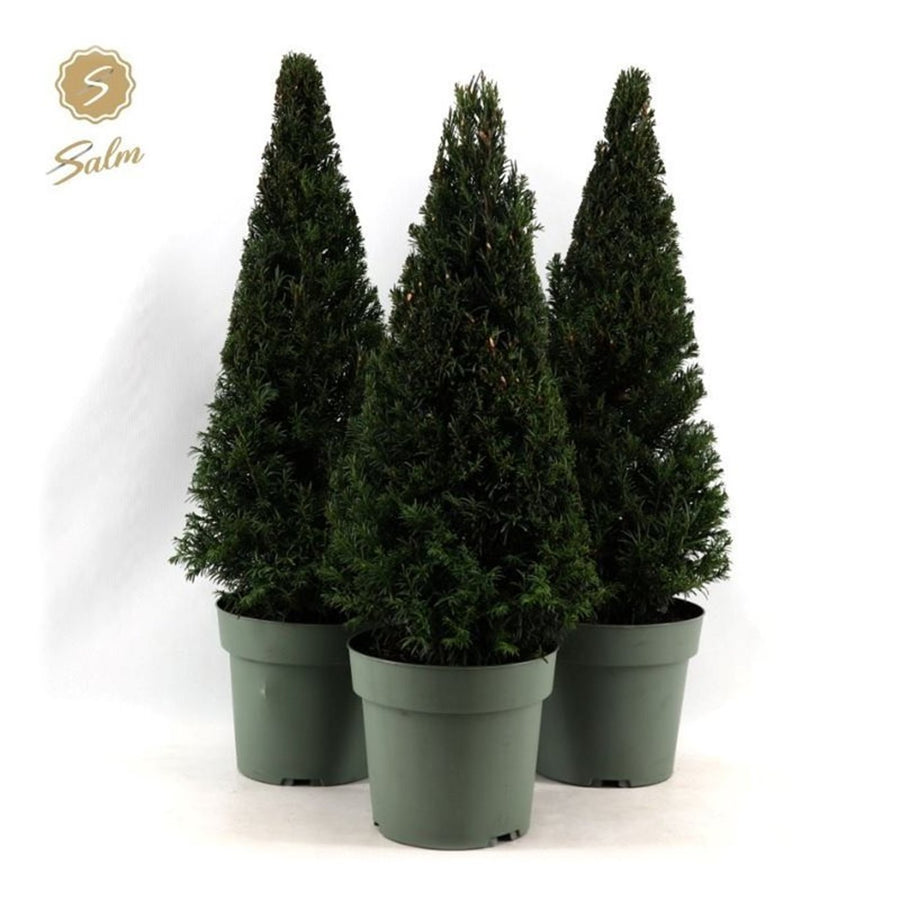Taxus Baccata  120 Cm Cone C40 - Standard Trees And Topiary - Windyridge Garden Centre