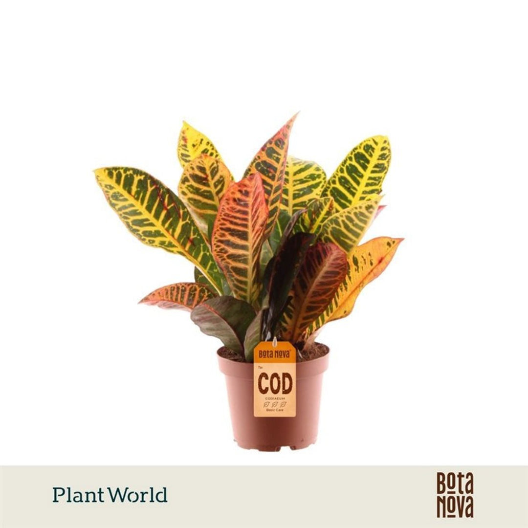 Codiaeum var. 'Petra' P12