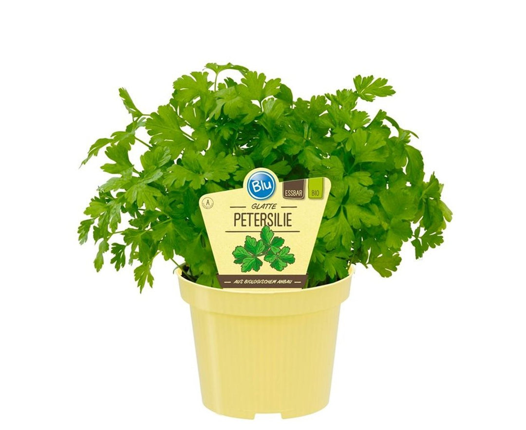 Petroselinum Crispum P14 - Grow Your Own - Windyridge Garden Centre