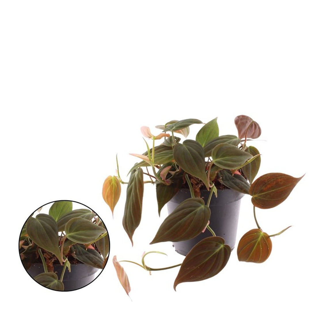 Philodendron scandens 'Micans' - Indoor Plants - Windyridge Garden Centre