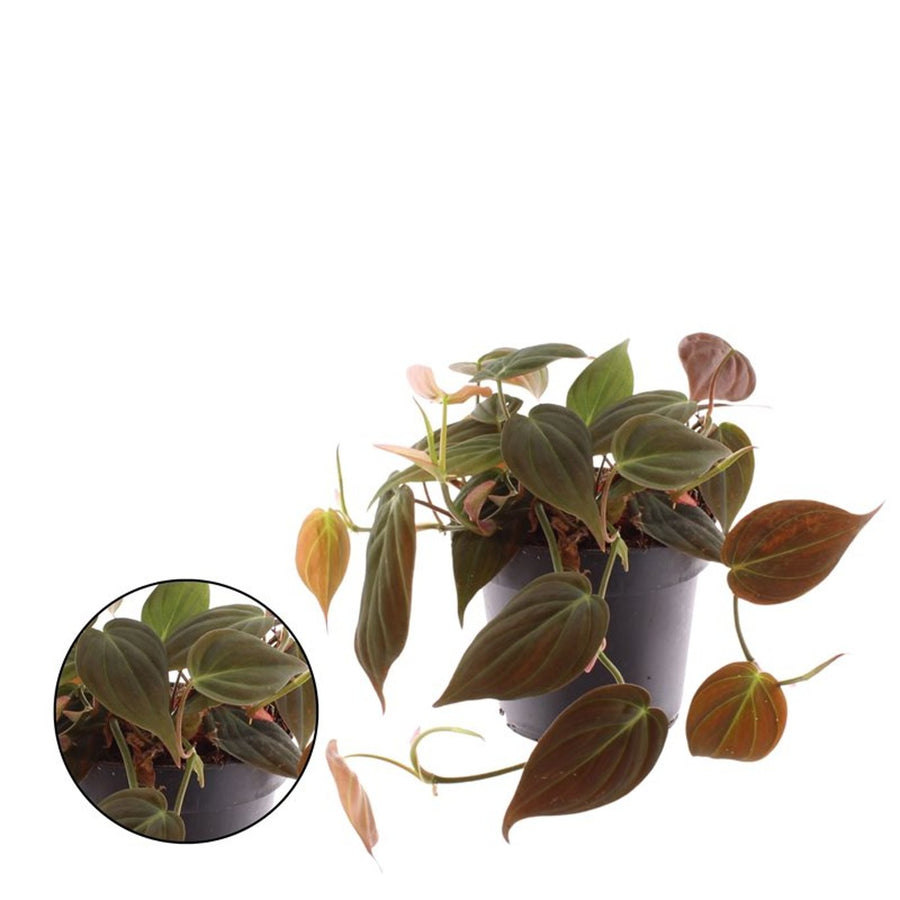 Philodendron scandens 'Micans' - Indoor Plants - Windyridge Garden Centre