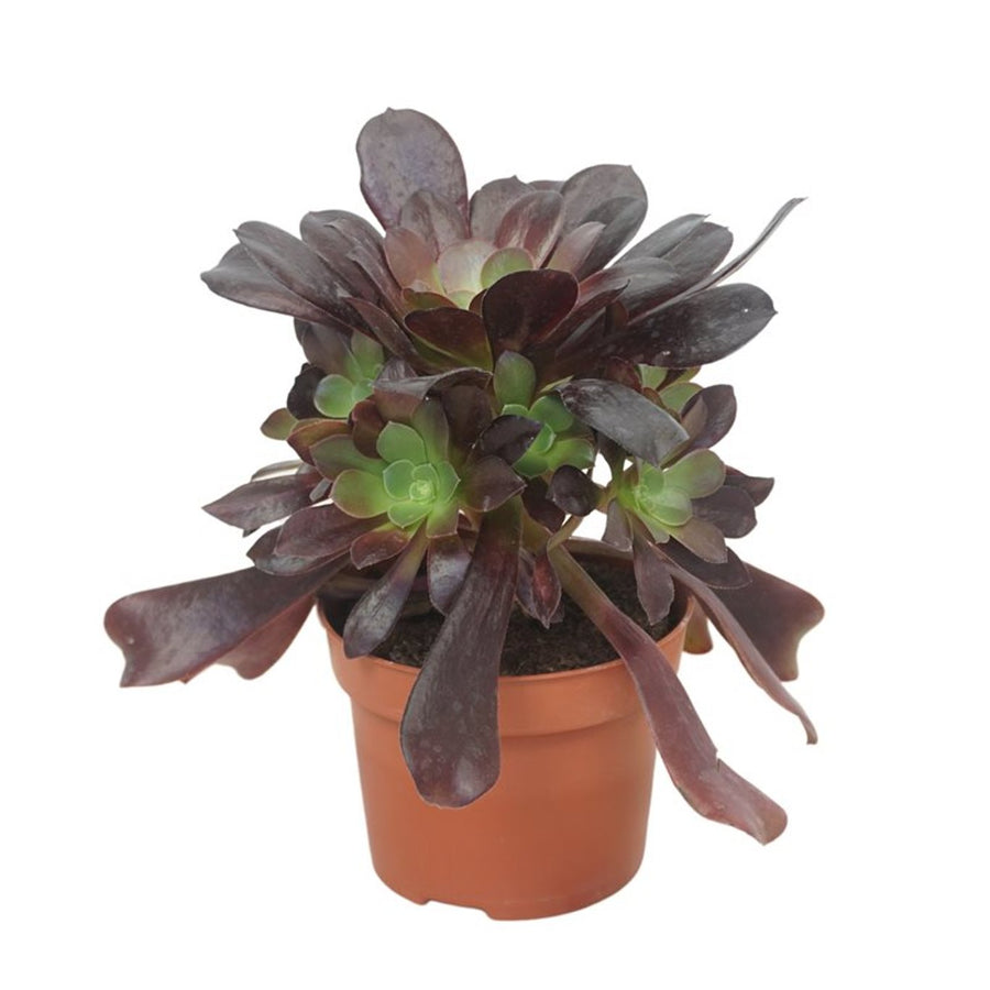 Aeonium arboreum 'Velours' - Indoor plants - Windyridge Garden Centre