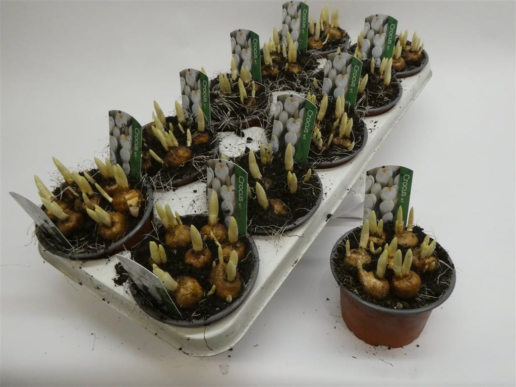 Crocus vernus Jeanne d Arc