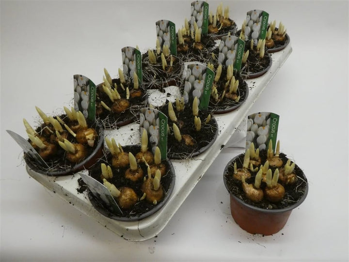 Crocus vernus Jeanne d Arc