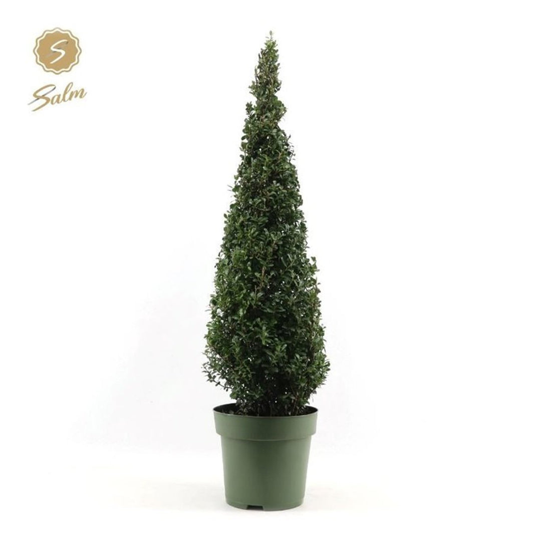 Ilex Crenata 100 Cm Pyr C10 - Standard Trees And Topiary - Windyridge Garden Centre