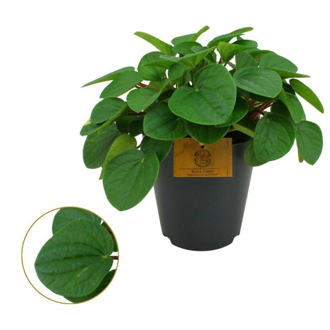 Peperomia albovittata 'Rana Verde'