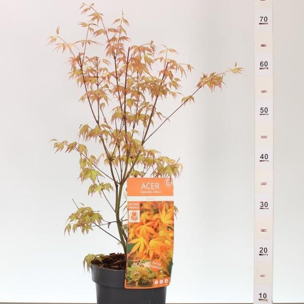 Acer Palmatum Katsura / 3 Ltr Pot - Trees - Windyridge Garden Centre