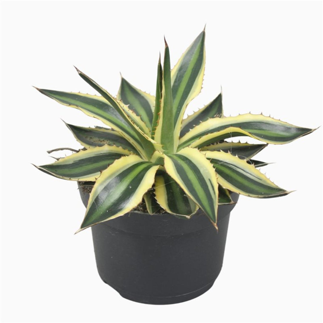 Agave lophantha Quadricolor   P13