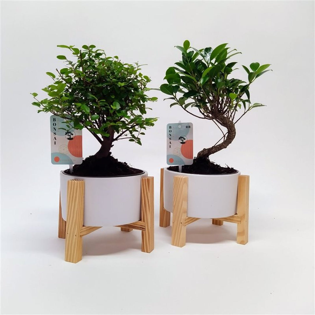 Bonsai Mix 19 Cm On Legs - Indoor Plants - Windyridge Garden Centre