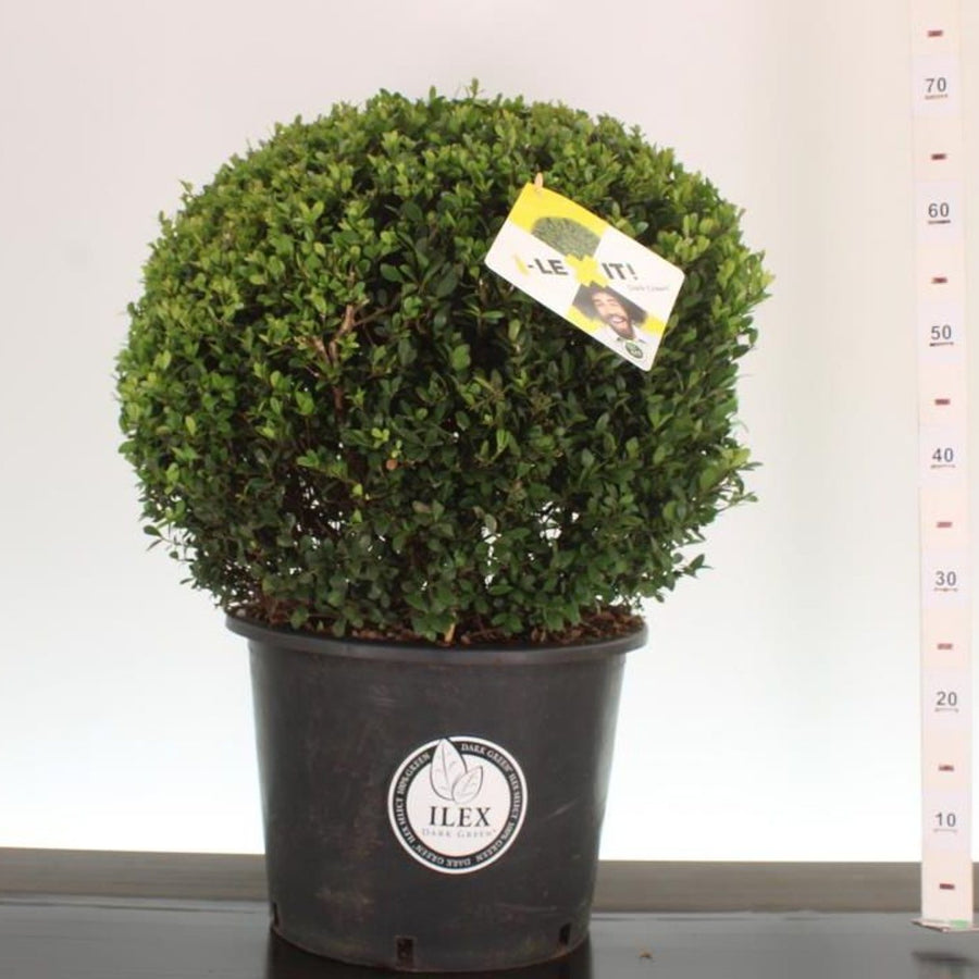 Ilex Crenata Dark Green / 50 Cm Ball C25 - Standard Trees And Topiary - Windyridge Garden Centre