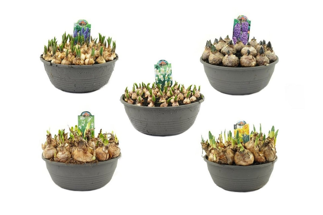 Hyacinthus Mix  27 Cm Bowl - Baskets - Windyridge Garden Centre